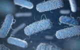 Enterobacterias. Gram-negative bacterias escherichia coli, salmo
