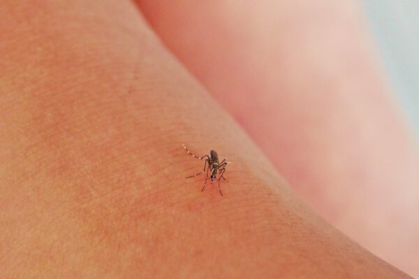 Mosquito sucked blood on human skin. Season of mosquitoes