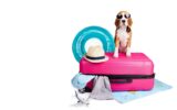 A beagle dog is going on a summer trip.