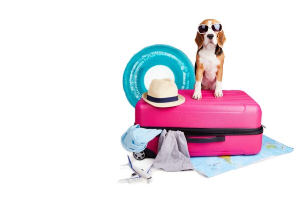 A beagle dog is going on a summer trip.