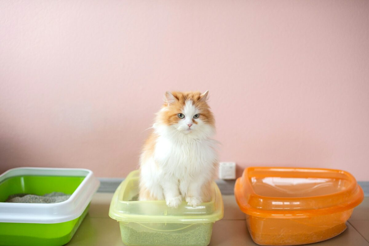 A fluffy cat is testing a cat litter. Tray with clumping filler