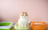 A fluffy cat is testing a cat litter. Tray with clumping filler