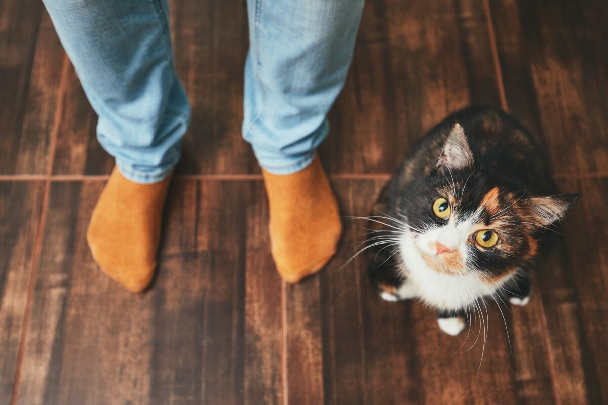 Addestrare il gatto