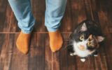 Addestrare il gatto
