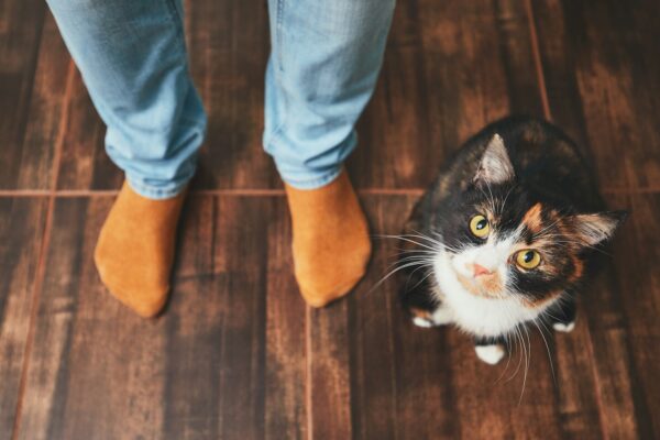 Addestrare il gatto