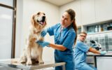 Animals for examination and treatment in the veterinary clinic