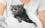 Bathing the cat