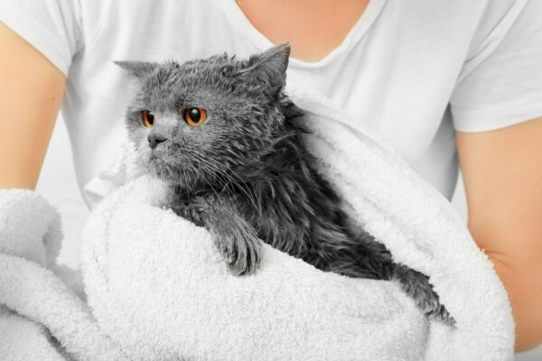 Bathing the cat