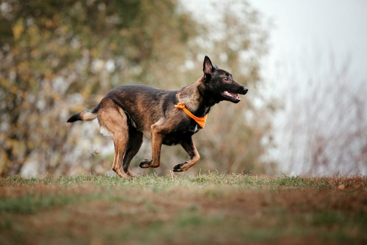 Belgian Shepherd Malinois on a walk. Fall, autumn. Happy dog outdoor. Active dog
