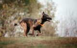 Belgian Shepherd Malinois on a walk. Fall, autumn. Happy dog outdoor. Active dog