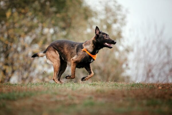 Belgian Shepherd Malinois on a walk. Fall, autumn. Happy dog outdoor. Active dog