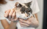 Cat getting clean ears by the female groomer