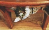 Cat peeking out from chair, looking up, feline, domestic animal.