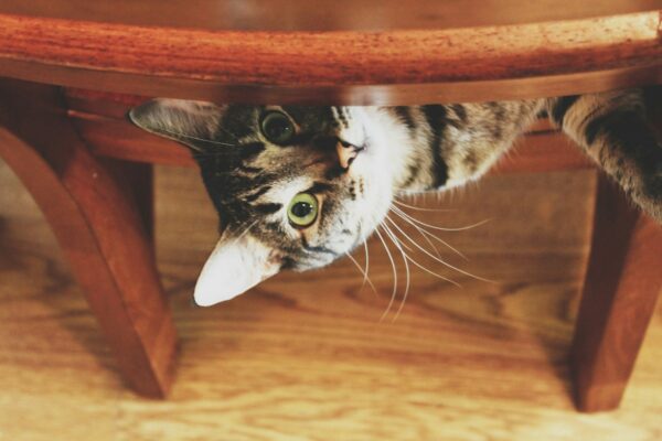 Cat peeking out from chair, looking up, feline, domestic animal.