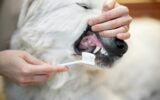 Cleaning dog's teeth with a toothbrush