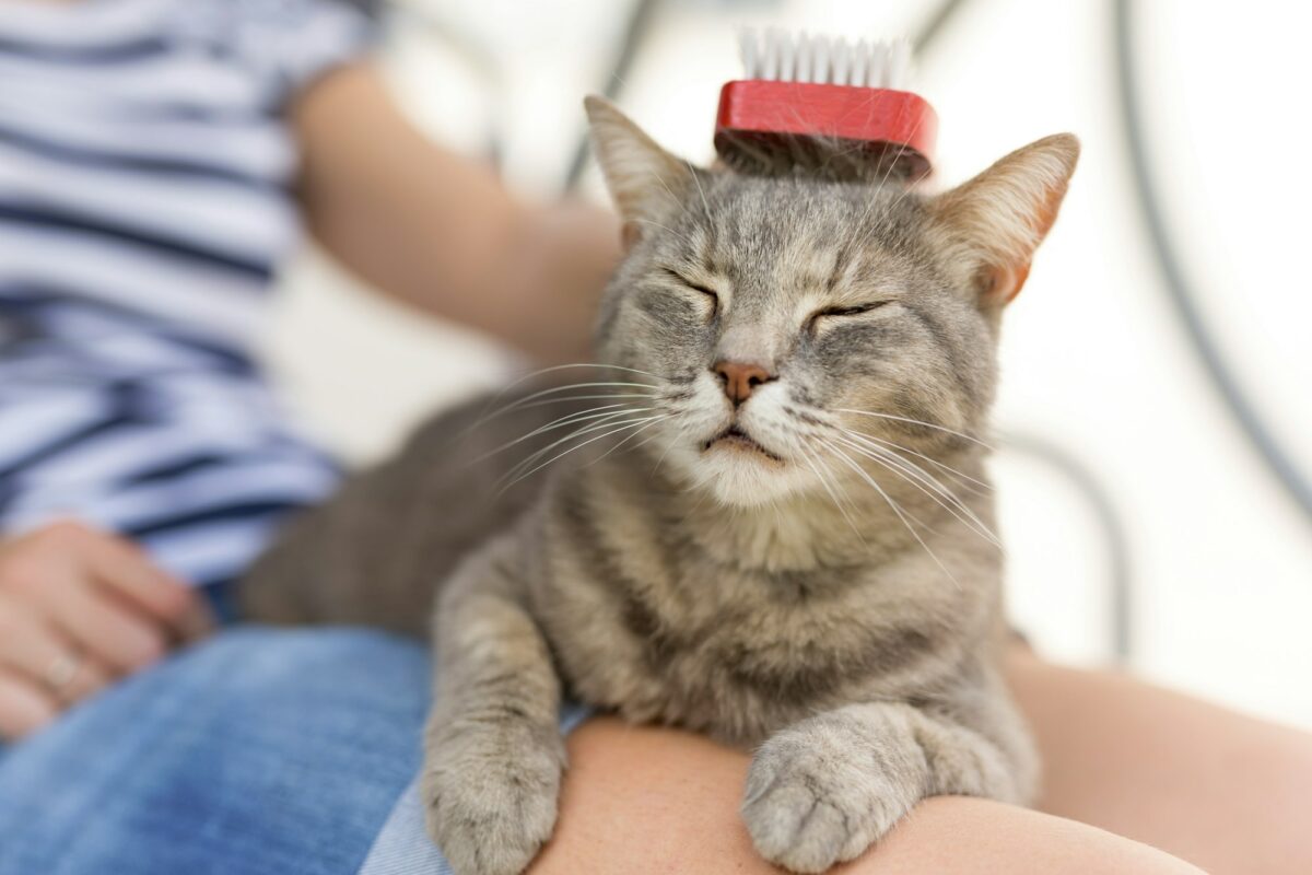 Combing the cat