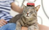 Combing the cat