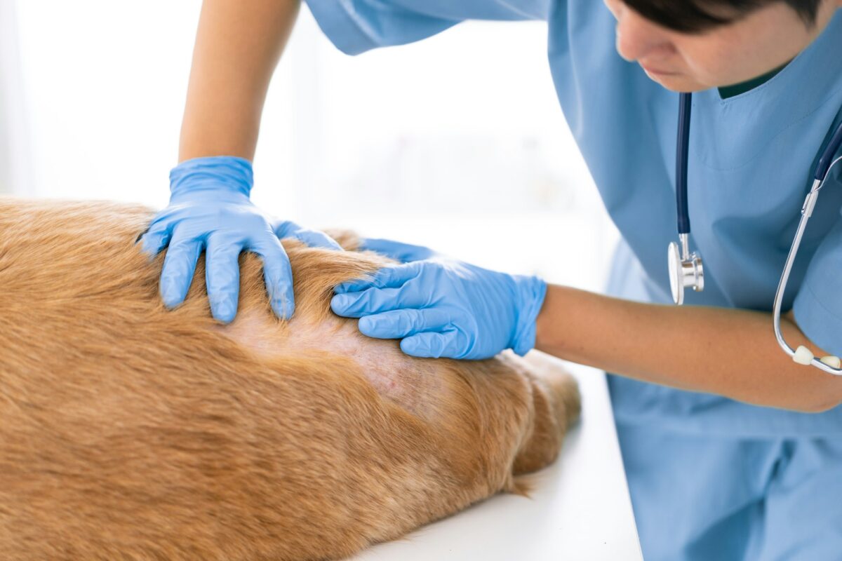 come curare la dermatite del cane