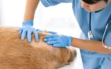 come curare la dermatite del cane