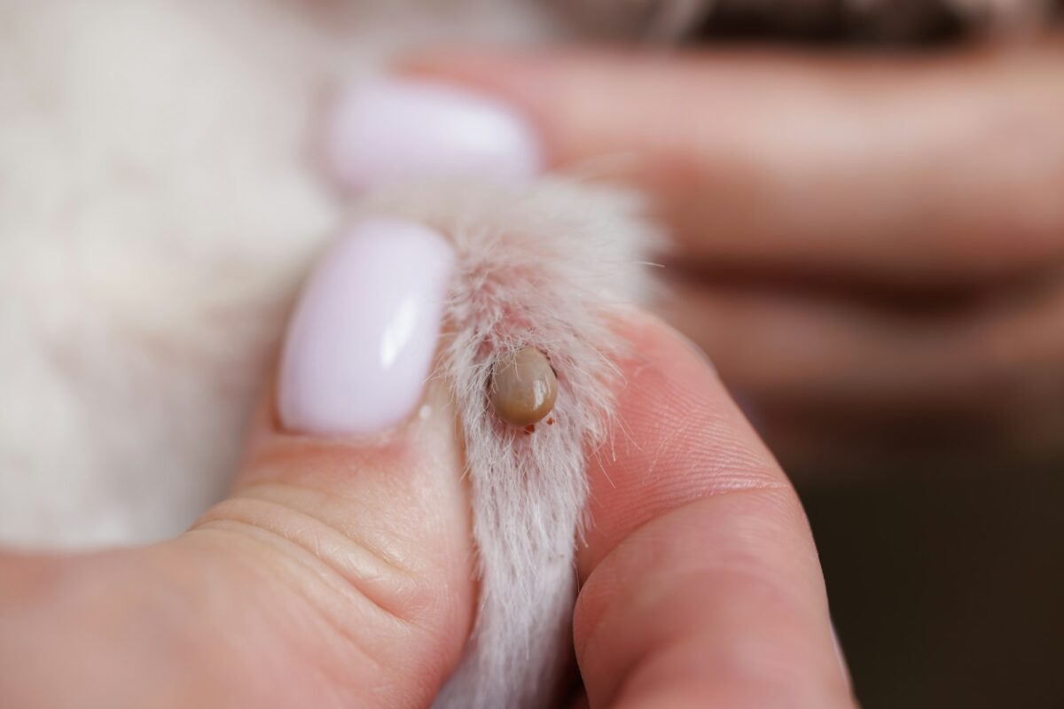Come togliere le zecche dal cane