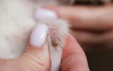 Come togliere le zecche dal cane