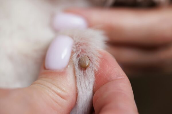 Come togliere le zecche dal cane