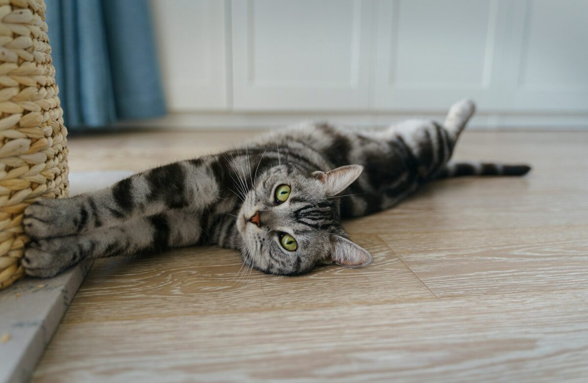 cute cat