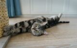cute cat