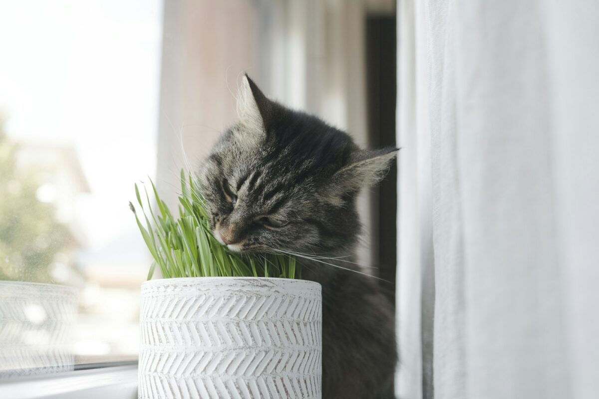 Cute cat eating fresh catnip in a pot