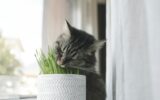 Cute cat eating fresh catnip in a pot