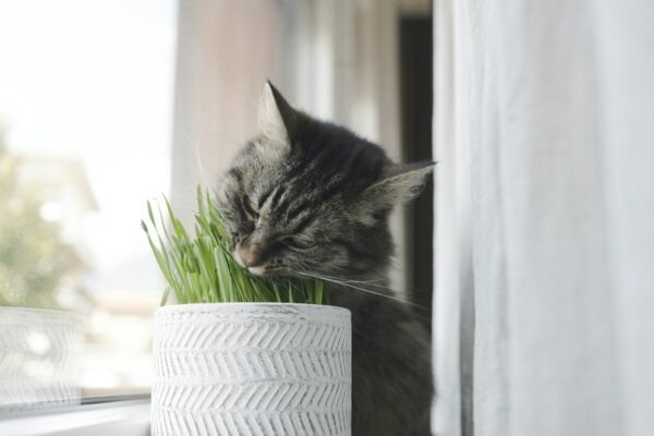 Cute cat eating fresh catnip in a pot