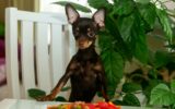 Cute dog eating vegetables