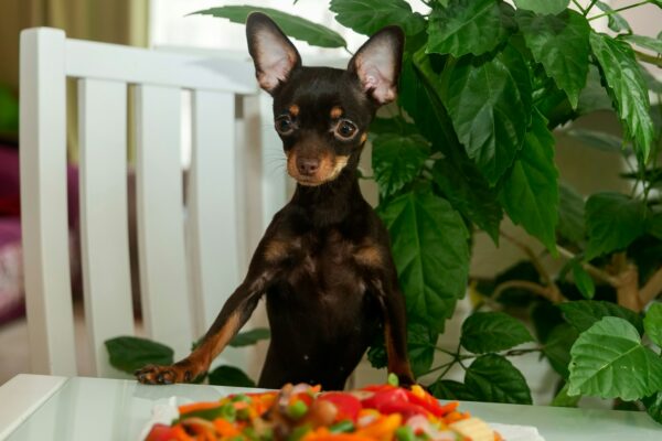 Cute dog eating vegetables