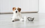 Cute jack russel dog laying by bowl and supplements