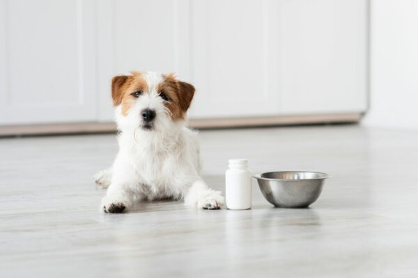 Cute jack russel dog laying by bowl and supplements