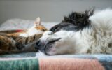 cute little dog and cat in bed