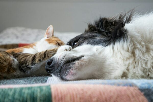 cute little dog and cat in bed