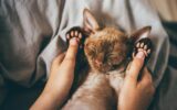 Devon Rex kitten. Devon rex cat sleeping on bed,