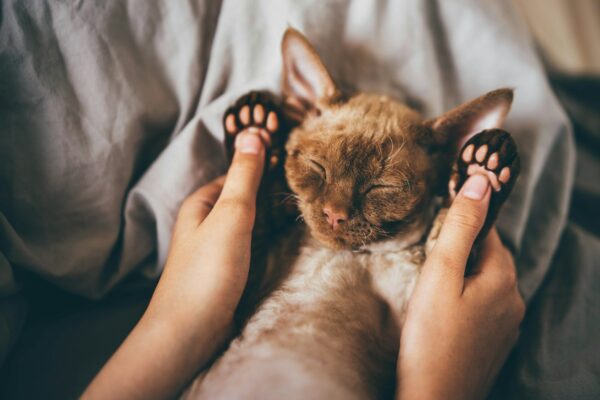 Devon Rex kitten. Devon rex cat sleeping on bed,