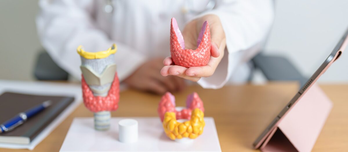 Doctor with human Thyroid anatomy model and tablet.