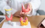 Doctor with human Thyroid anatomy model and tablet.