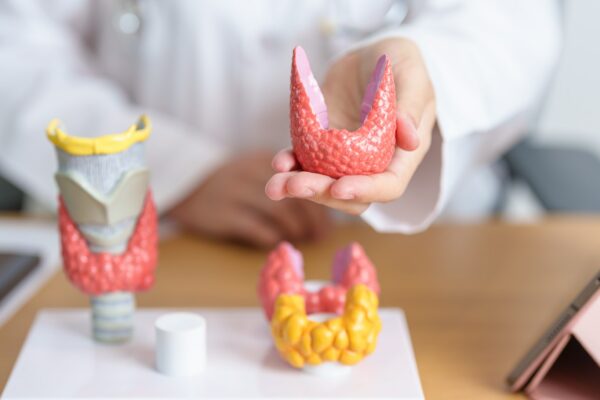 Doctor with human Thyroid anatomy model and tablet.