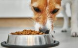 Dog eating dry feed grom food bowl