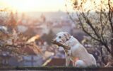 Dog is in spring nature