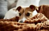 Dog lazing on couch