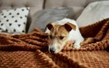 Dog lazing on couch