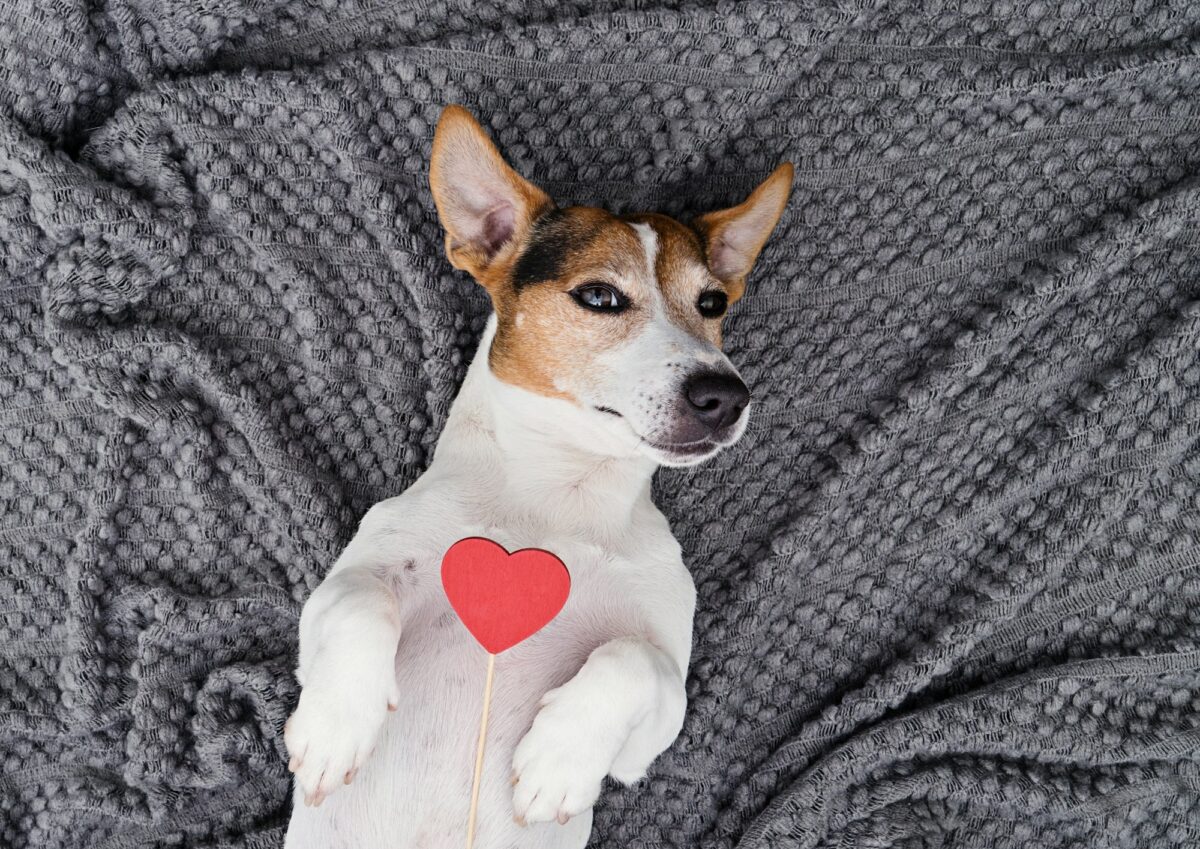 Dog lying back on grey background with red heart and looking at a camera