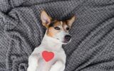 Dog lying back on grey background with red heart and looking at a camera