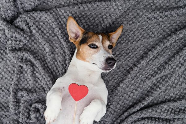 Dog lying back on grey background with red heart and looking at a camera