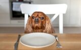 Dog waiting for food